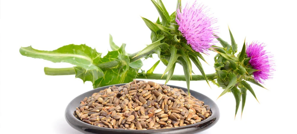 Thistle Extract Powder Thistle Extract Powder