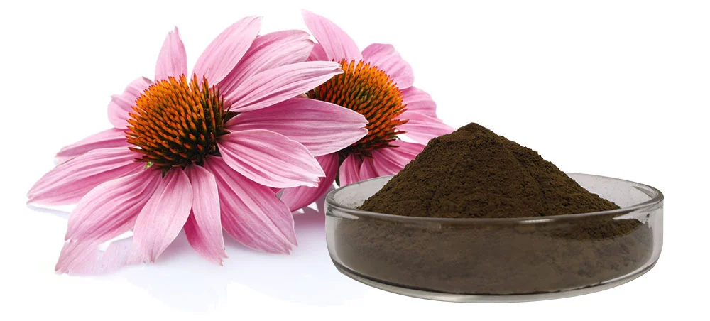 Echinacea Extract Powder