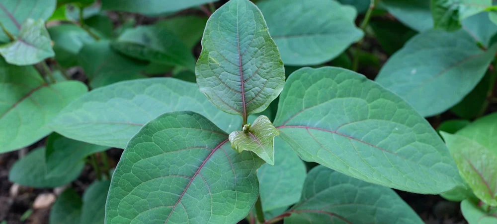 Giant Knotweed Extract