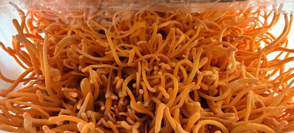 Cordyceps Mushroom Extract Powder Cordyceps Mushroom Extract Powder