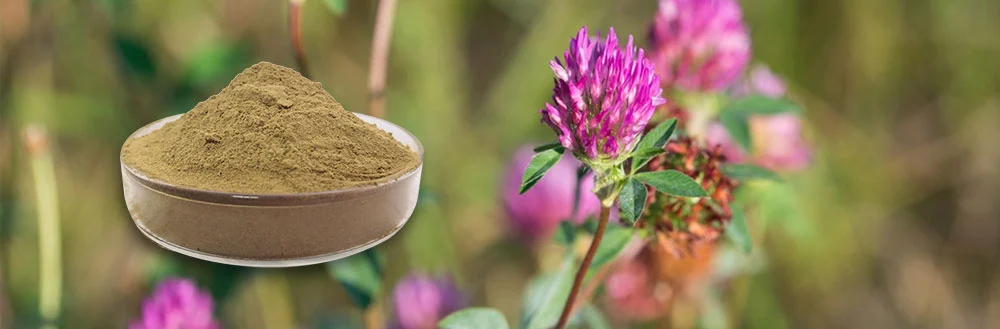 Red Clover Extract Powder Red Clover Extract Powder