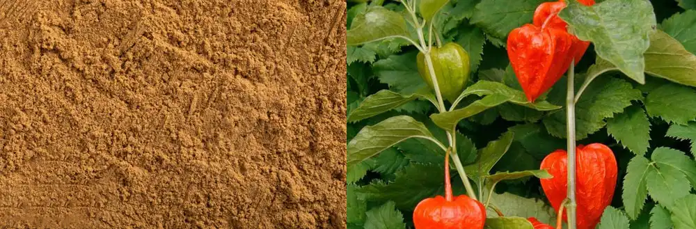 Organic ashwagandha extract