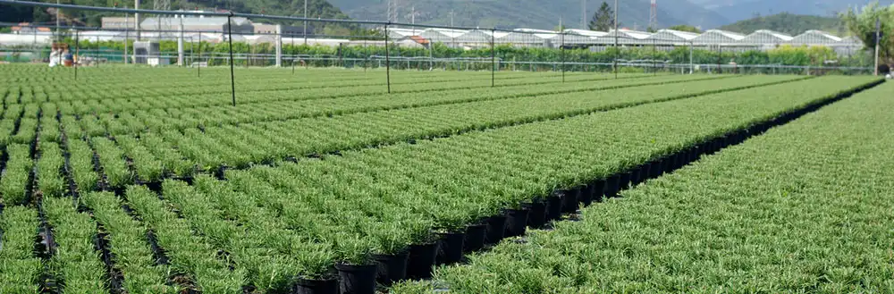 Rosemary Extract Powder