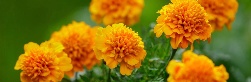 Marigold Extract Powder Marigold Extract Powder