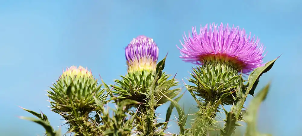 Milk Thistle Extract Powder