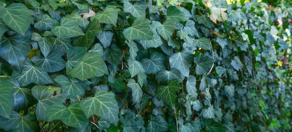 Ivy Leaf Extract Powder Ivy Leaf Extract Powder