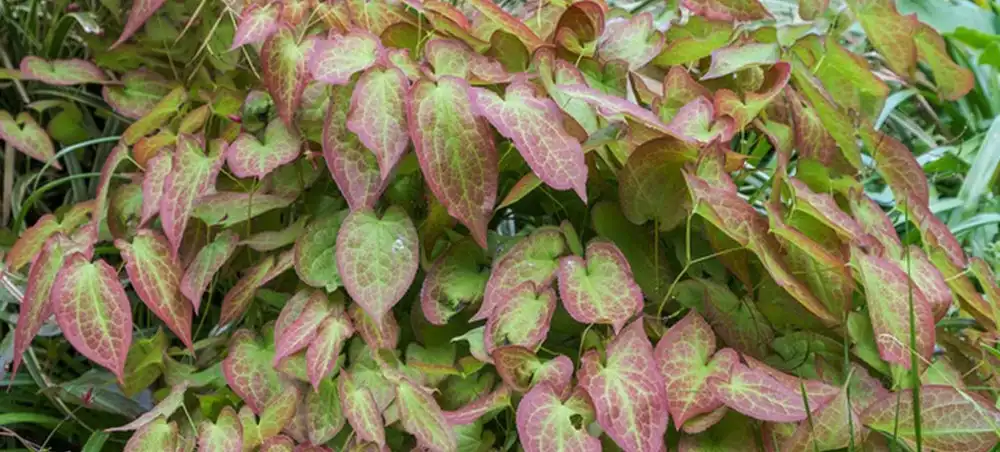 Epimedium Extract Powder