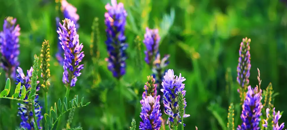 Baical Skullcap Extract