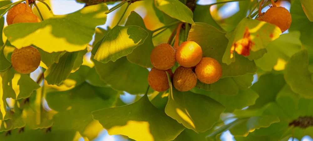 Ginkgo Biloba Leaf Extract Ginkgo Biloba Leaf Extract