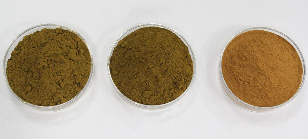 Echinacea Extract Echinacea Extract