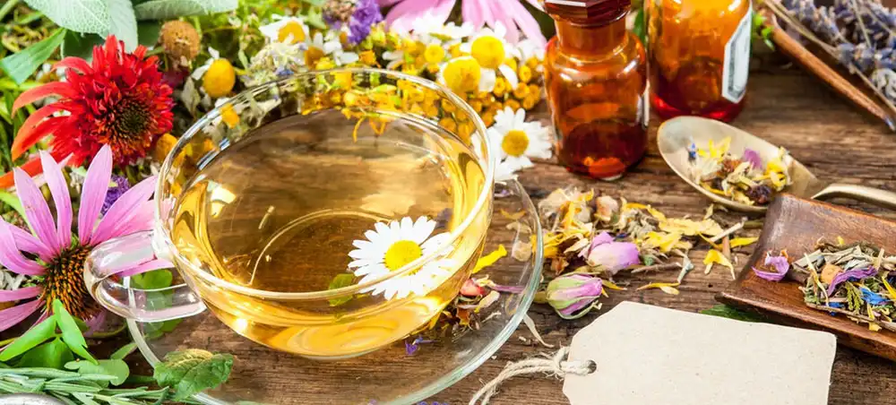 Echinacea Extract Echinacea Extract