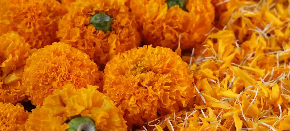 Marigold Extract Powder Marigold Extract Powder