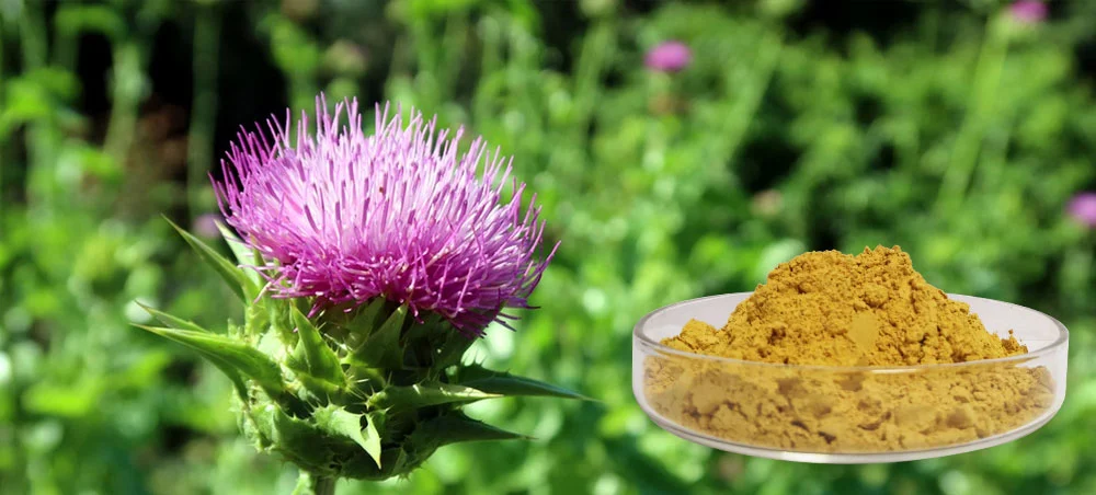 milk thistle extract powder milk thistle extract powder