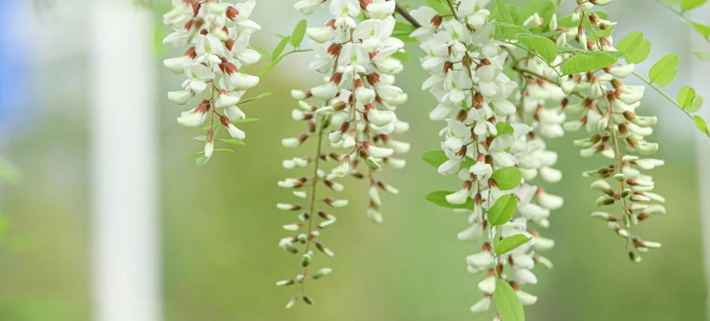 Sophora Japonica Extract Powder Sophora Japonica Extract Powder