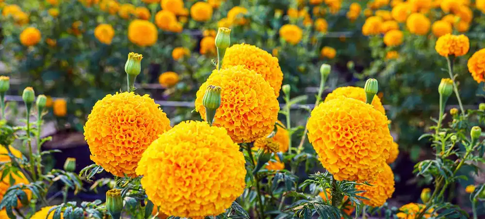 Marigold Extract Marigold Extract