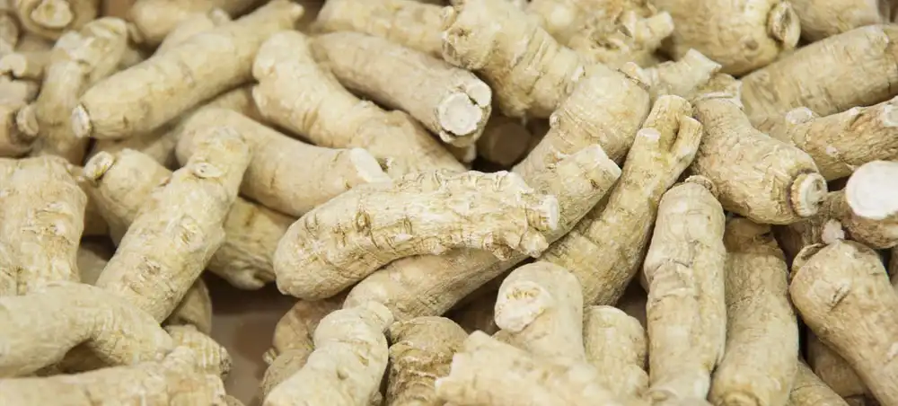 American Ginseng Extract