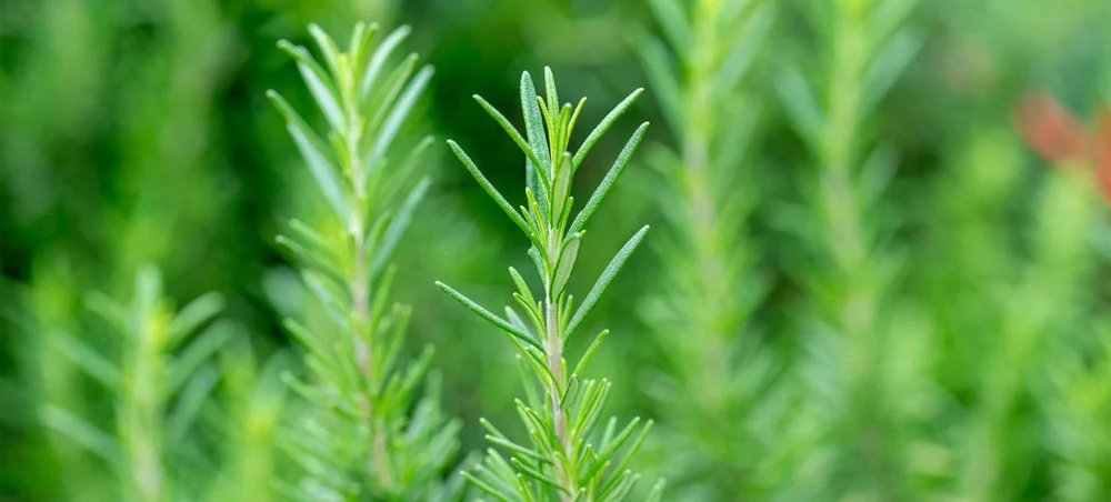 rosemary extract