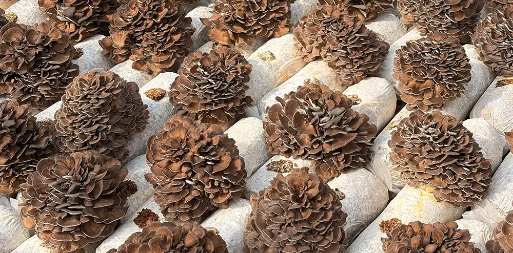 maitake mushroom extract powder