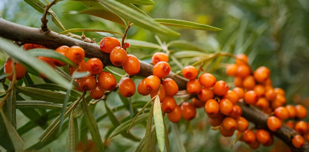 sea buckthorn powder