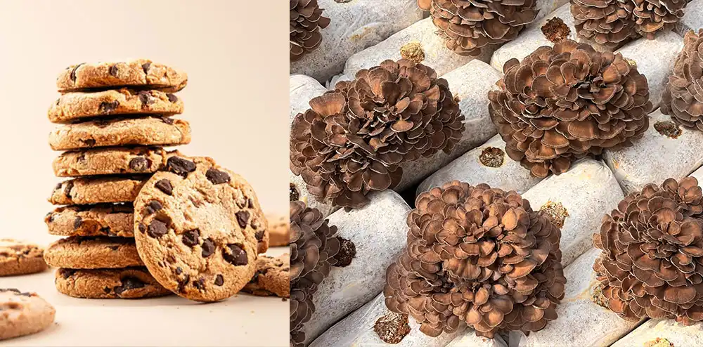 Maitake Mushroom Extract Powder Maitake Mushroom Extract Powder