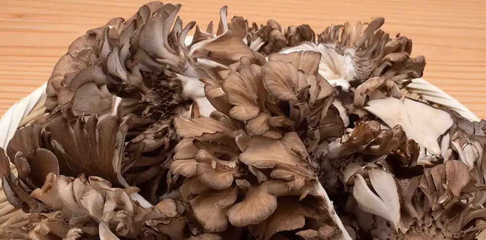 Maitake Mushroom Extract Powder Maitake Mushroom Extract Powder