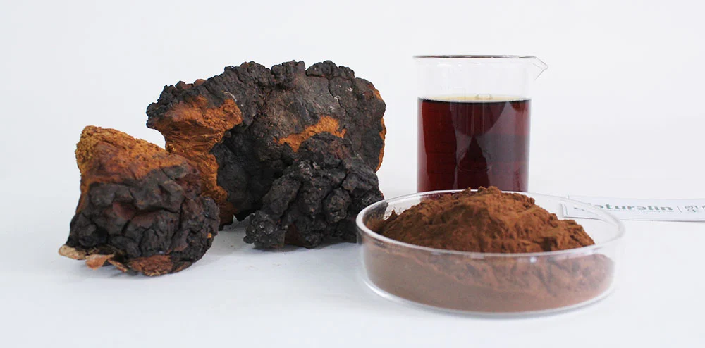 Organic Chaga Mushroom Extract Organic Chaga Mushroom Extract