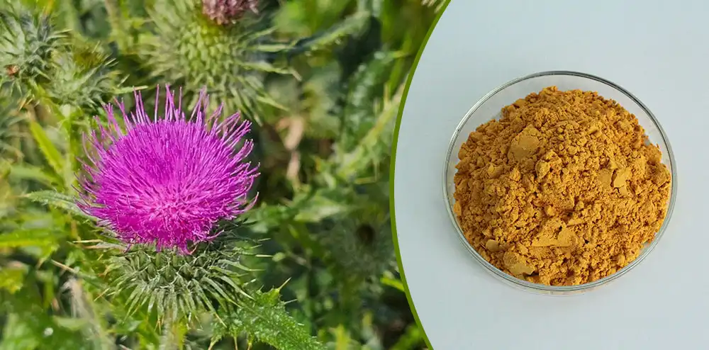 Milk Thistle Extract Powder Milk Thistle Extract Powder