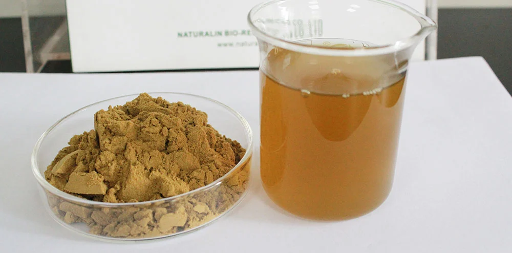  Ivy Leaf Extract Powder