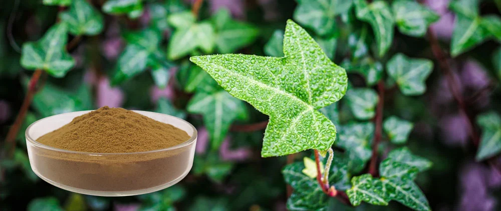 Ivy Leaf Extract Powder