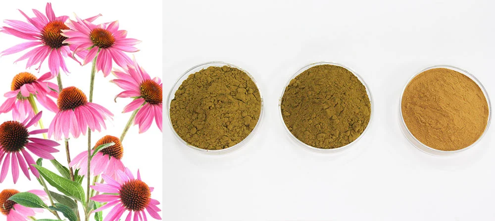 Echinacea extract powder