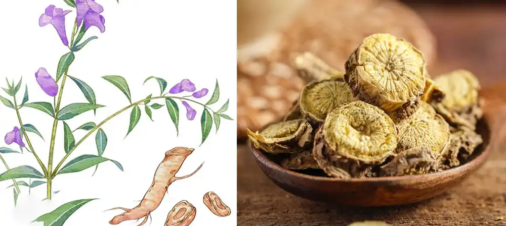 baical skullcap extract baical skullcap extract