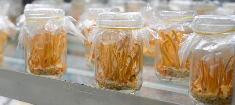 Cordyceps mushroom extract powder Cordyceps mushroom extract powder