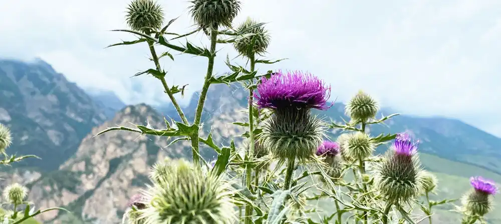Milk thistle extract powder