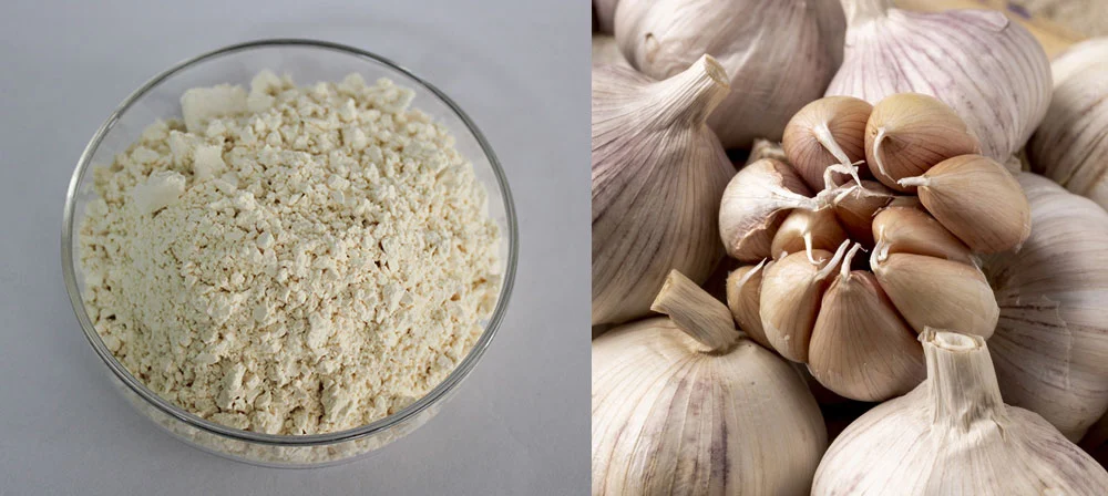 garlic extract powder