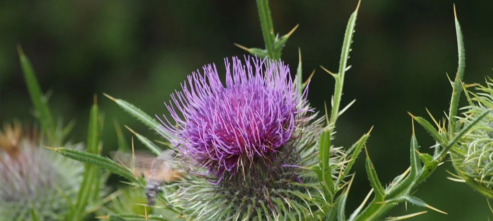 milk thistle extract powder