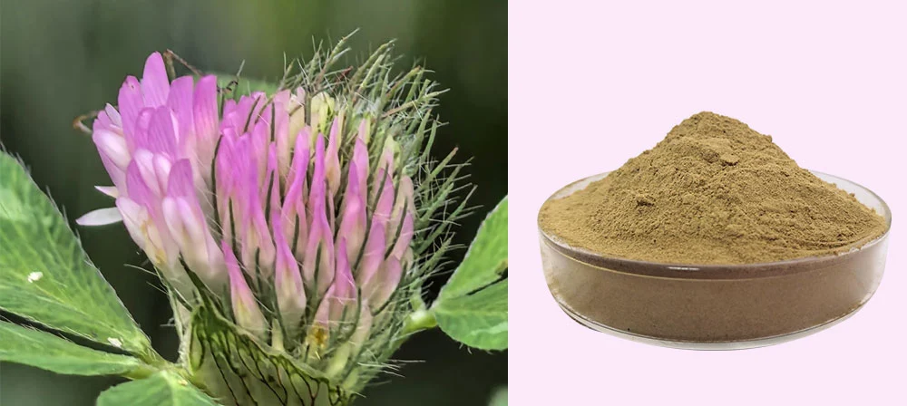 red clover extract powder red clover extract powder