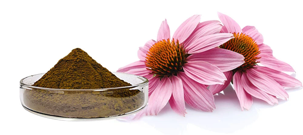 Echinacea extract powder Echinacea extract powder