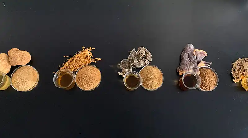Agaricus Blazei Extract Supplier for Standardized Ingredient Sourcing and Product Formulation Agaricus Blazei Extract Supplier for Standardized Ingredient Sourcing and Product Formulation