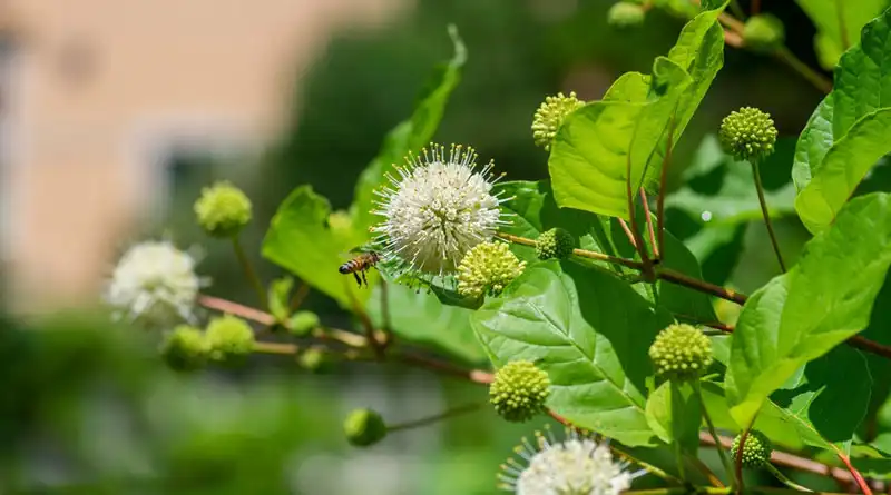 What Makes American Ginseng Extract Powder Suitable For Premium Ingredient Blends?