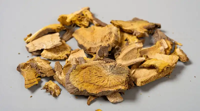 Is Giant Knotweed Extract Good For Anti-aging?