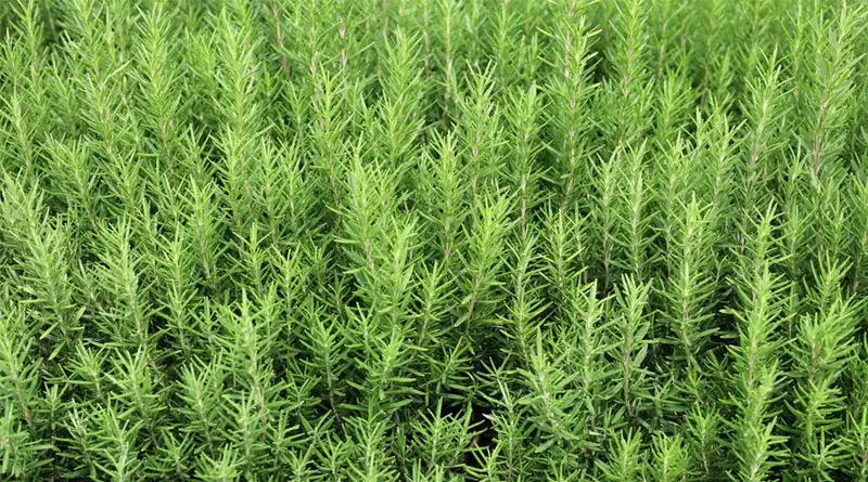 Rosemary Extract Powder Offers Plant-Based Antioxidant Solutions For Food Stability Improvement Rosemary Extract Powder Offers Plant-Based Antioxidant Solutions For Food Stability Improvement