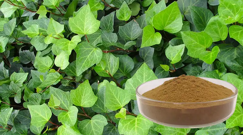 Ivy Leaf Extract Powder: Uses, Benefits, Safety & Quality Guide