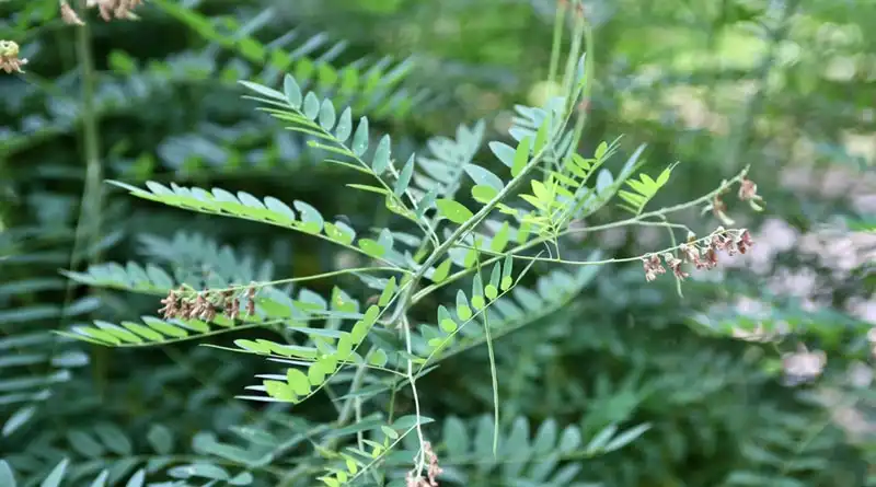 Sophora Japonica Extract Powder Health Effects