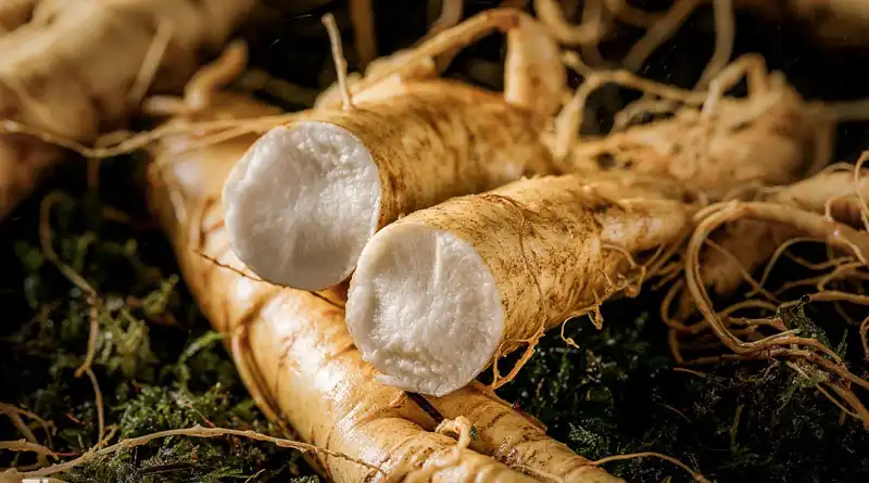 Standardized American Ginseng Extract Powder Supports Consistent Botanical Ingredient Applications Standardized American Ginseng Extract Powder Supports Consistent Botanical Ingredient Applications