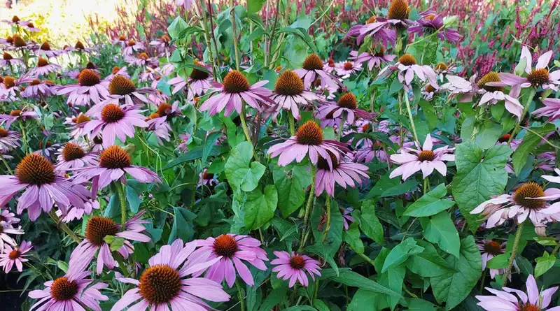 Echinacea Extract Powder Offers Reliable Botanical Ingredient Quality