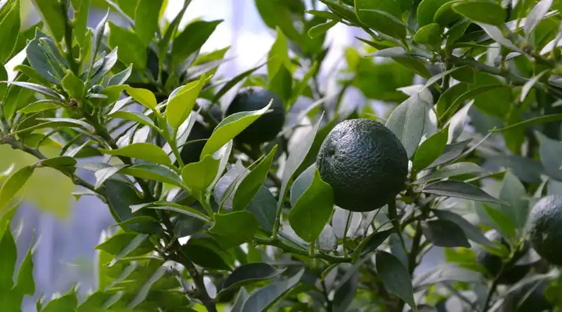 Premium Immature Bitter Orange Extract Powder Supplier