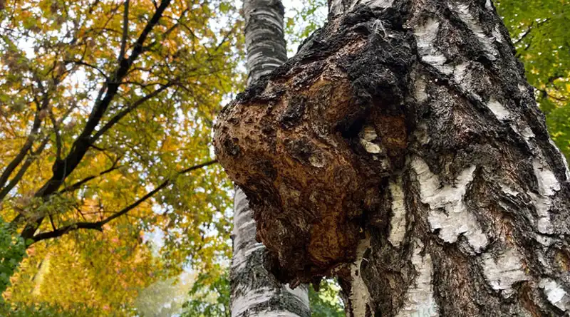 Understanding Chaga Mushrooms and their benefits for the skin