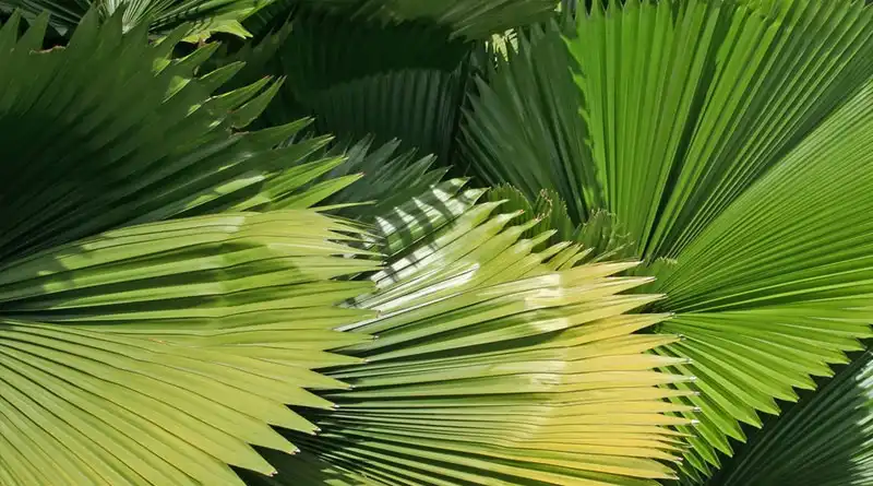 Why Saw Palmetto Extract Powder is in demand for 2026