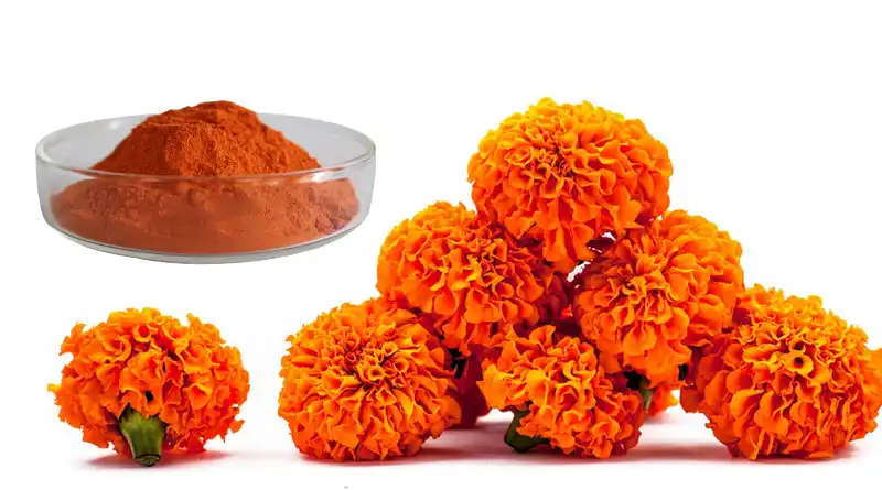 Marigold Extract Powder Provides Stable Natural Pigments For Clean Label Food Formulations Marigold Extract Powder Provides Stable Natural Pigments For Clean Label Food Formulations