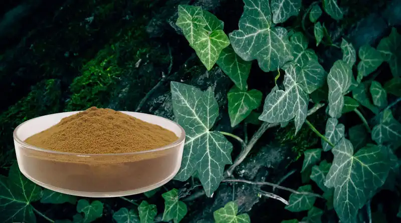 Ivy Leaf Extract Powder Delivers Reliable Botanical Support For Syrup Formulations Ivy Leaf Extract Powder Delivers Reliable Botanical Support For Syrup Formulations